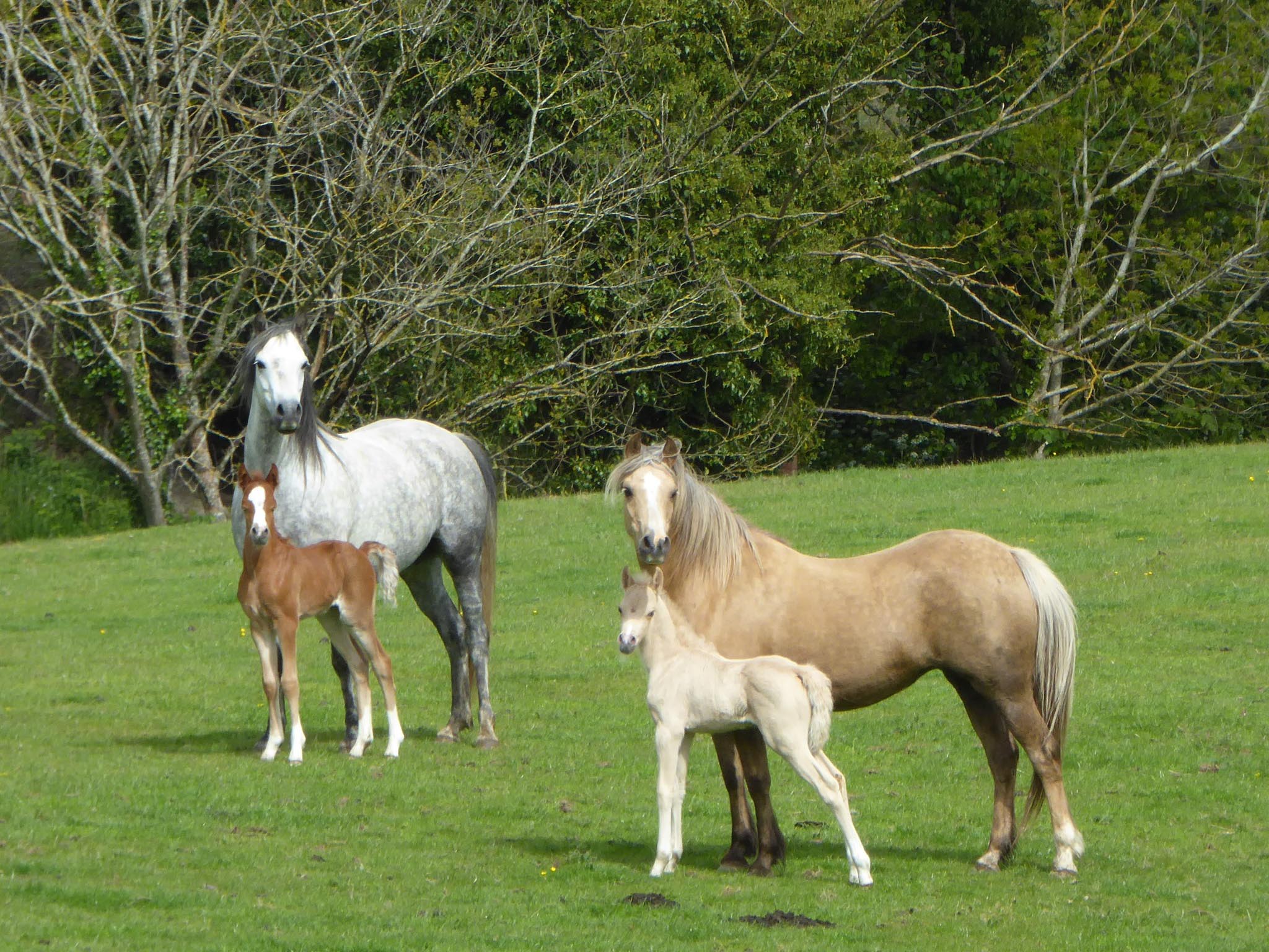 Stoak Stud Welsh Ponies